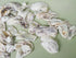 purple and white natural oyster shells for beach decor, wedding decoration, coastal decor